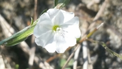 Evolvulus sericeus