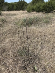 Yucca constricta