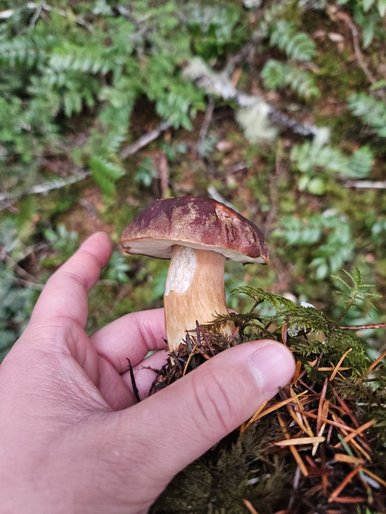 Boletus fibrillosus in October 2023 by Sam · iNaturalist