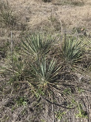 Yucca constricta