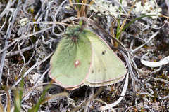Colias nastes