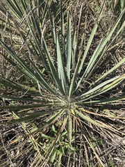 Yucca constricta