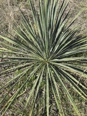 Yucca constricta