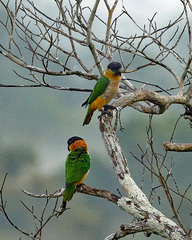 Black-Headed Parrot photo 5