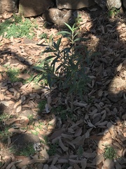 Barkleyanthus salicifolius