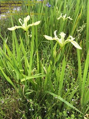 Iris brevicaulis