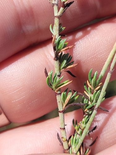 Eriogonum wrightii var. membranaceum
