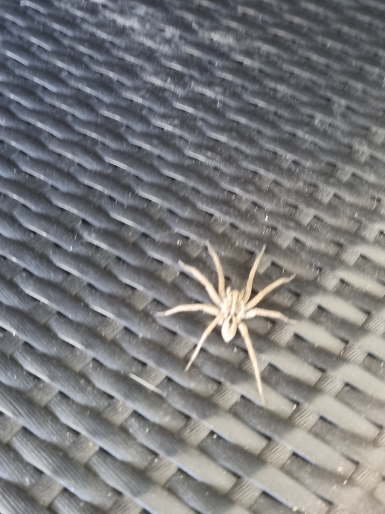 Wolf Spiders from Agnes Water QLD 4677, Australia on October 22, 2023