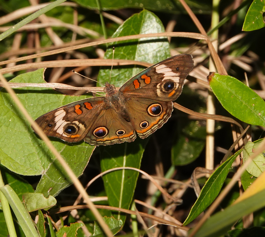 Common Buckeye from Osprey, FL, USA on October 21, 2023 at 09:26 AM by ...