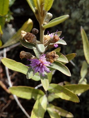 Lepidaploa karstenii