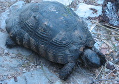 Testudo marginata