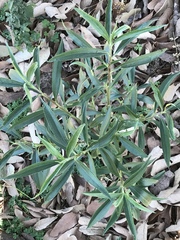 Barkleyanthus salicifolius