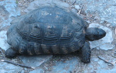 Testudo marginata