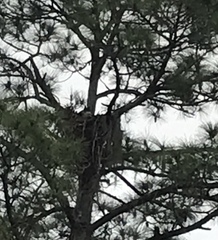 Bubo virginianus virginianus