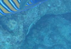 Corythoichthys flavofasciatus