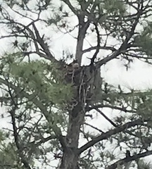 Bubo virginianus virginianus