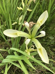 Iris brevicaulis