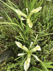 Iris brevicaulis