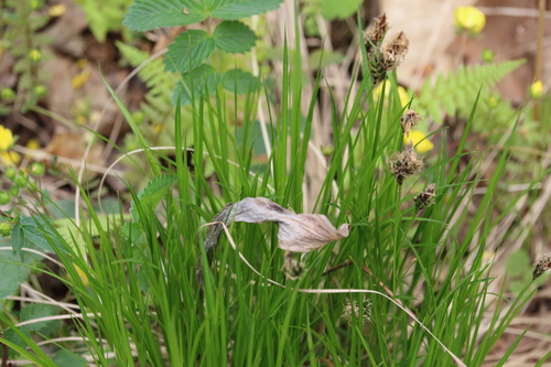 Carex meyeriana iNat (1)