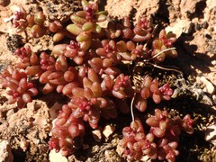 Sedum caeruleum