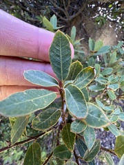 Quercus vacciniifolia