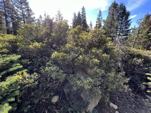Quercus vacciniifolia, photograph 1