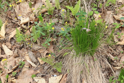Carex meyeriana iNat (3)