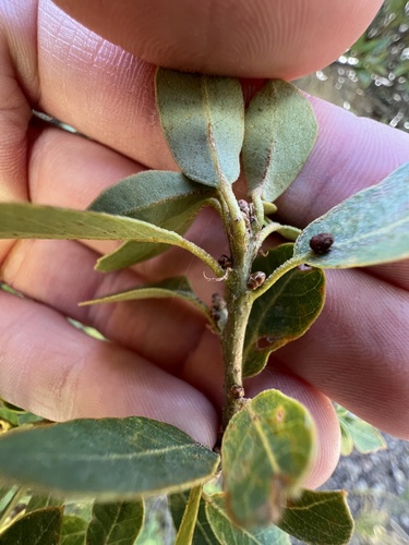 Quercus vacciniifolia, photograph 2