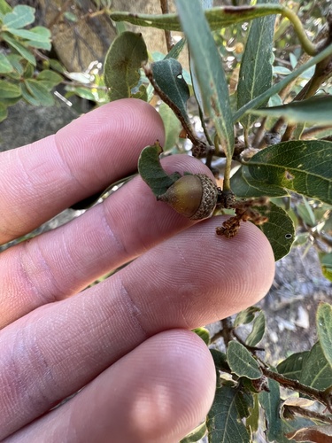 Quercus vacciniifolia, photograph 3
