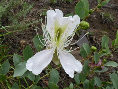 Capparis spinosa herbacea