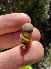 Quercus vacciniifolia, photograph Ryan Donnelly, CC BY, iNaturalist via GBIF