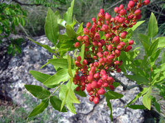 Pistacia atlantica mutica