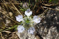 Nigella arvensis