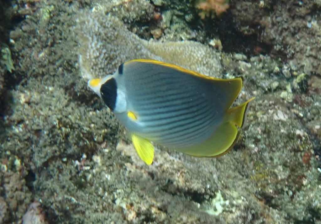 Bantayan Butterflyfish