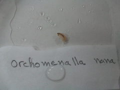 Orchomenella