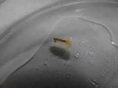 Orchomenella