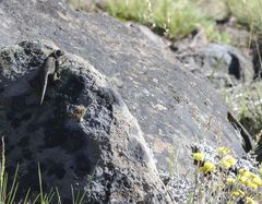 Sceloporus occidentalis occidentalis