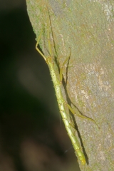 Acanthoxyla prasina