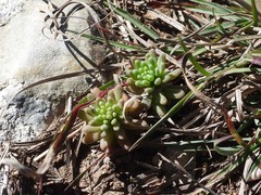 Sedum rubens
