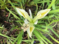 Iris brevicaulis