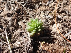 Sedum rubens