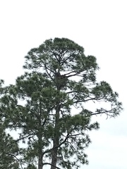Bubo virginianus virginianus
