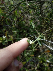Scyphostelma