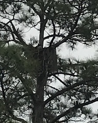 Bubo virginianus virginianus