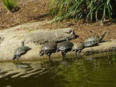 Actinemys marmorata