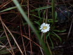 Noticastrum marginatum