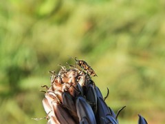 Horistus orientalis
