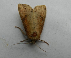 Apamea alia