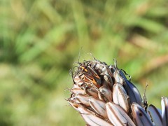 Horistus orientalis