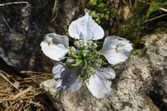 Nigella arvensis